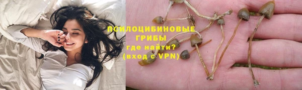 сатива Беломорск