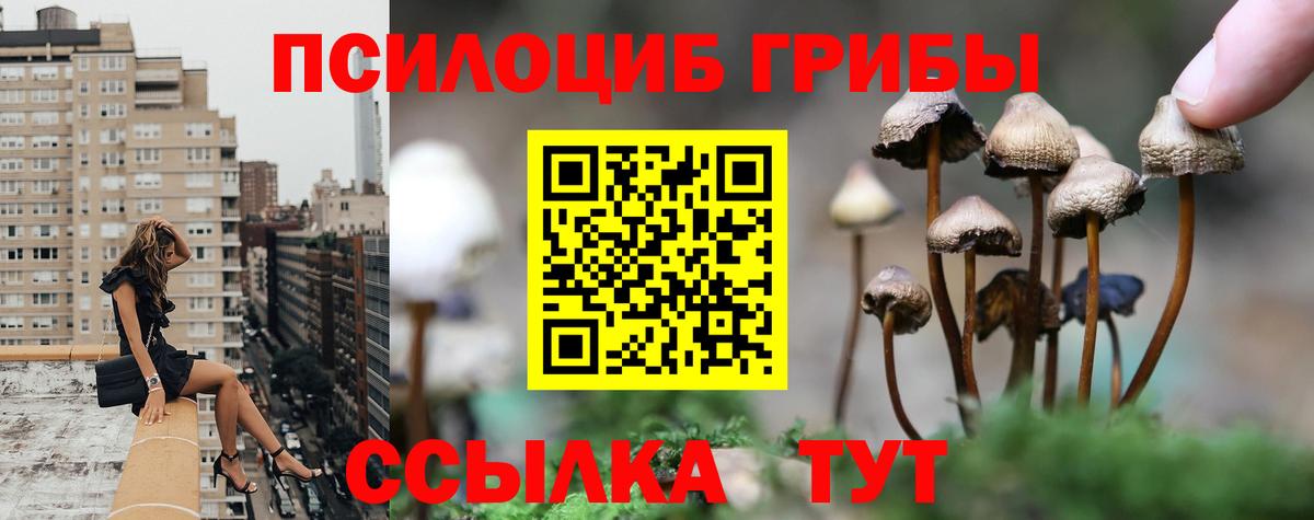 Псилоцибиновые грибы Cubensis Бутурлиновка
